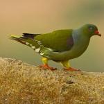 Colombe verte : tout sur la vie d'un oiseau insolite À quoi ressemble un oiseau appelé colombe verte