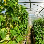 Dom-skleník, alebo ako neplatiť za zeleninu a ovocie