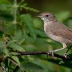 Accenteur pâle.  Oiseau accenteur.  Le mode de vie et l'habitat de l'Accentor L'oiseau Accentor vit en forêt.