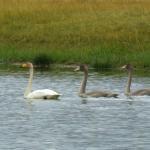 Cygne chanteur - Cygnus cygnus : description et images de l'oiseau, de son nid, de ses œufs et enregistrements vocaux